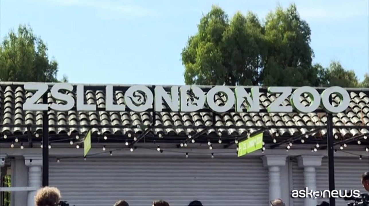 Il gorilla di Banksy libera gli animali al London Zoo
