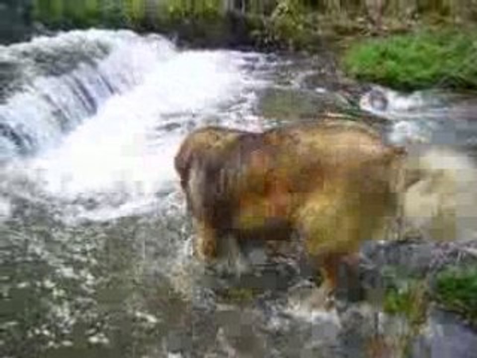 Eclair  toujours dans l'eau