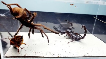 SCORPION vs TARANTULA SPIDER FIGHTING FOR PREY, who will win_ Insect Stories