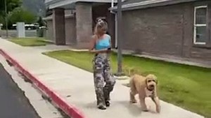 Dog  didn’t even hesitate #dogs #dogcomedy #dogproblems