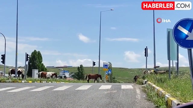 Ardahan'da başıboş atlar trafiği tehlikeye sokuyor