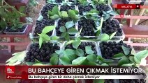 Malatya'da bu bahçeye giren bir daha çıkmak istemiyor