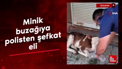 Erzurum'da minik buzağıya polisten şefkat eli