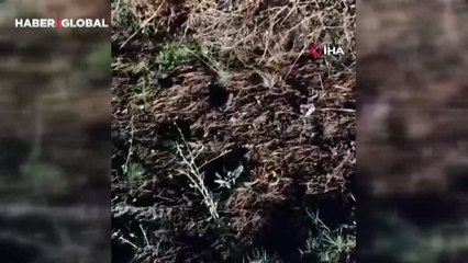 Çankırı'da akşam saatlerinde görüntülenen Arap tavşanı vatandaşları şaşkına çevirdi