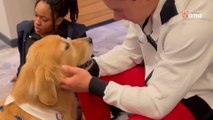 Beacon de Golden Retriever: het geheim achter het succes van Team USA op de Olympische Spelen (video)