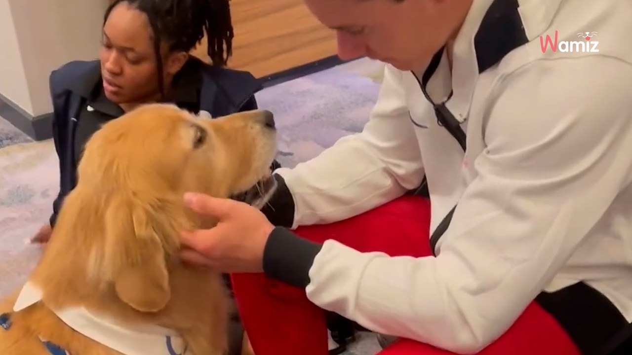 Beacon de Golden Retriever: het geheim achter het succes van Team USA op de Olympische Spelen (video)