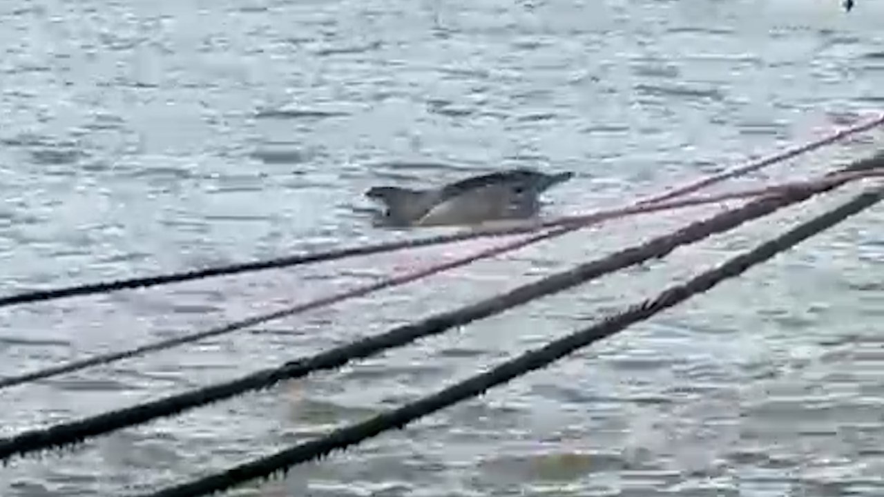 Aufnahmen zeigen Delfin, der die Themse in London hinunterschwimmt