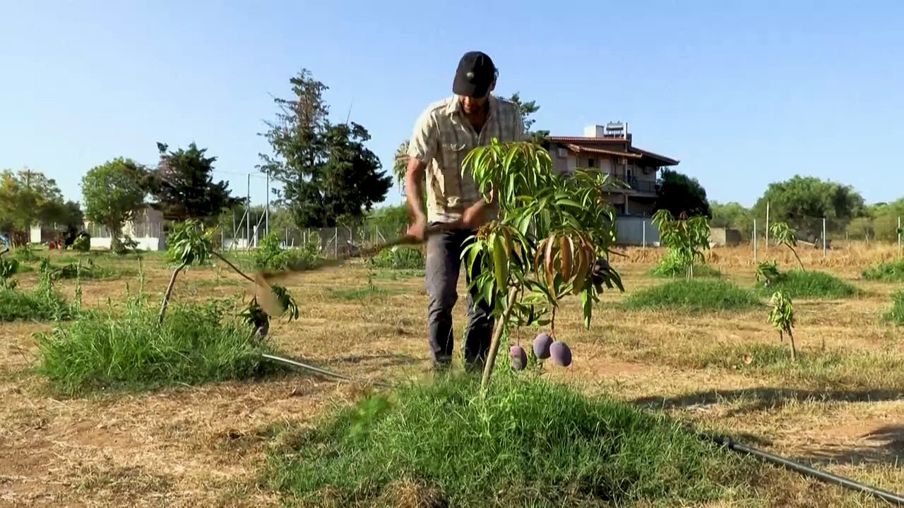 Klimawandel: Tropische Früchte aus Griechenland
