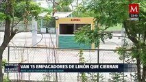 Empacadoras de limón en Michoacán cierran por aumentos de extorsiones