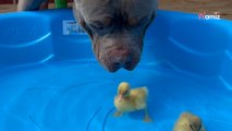 Le chien géant repère deux petits intrus dans la piscine : 5M de personnes hallucinent devant sa réaction (vidéo)