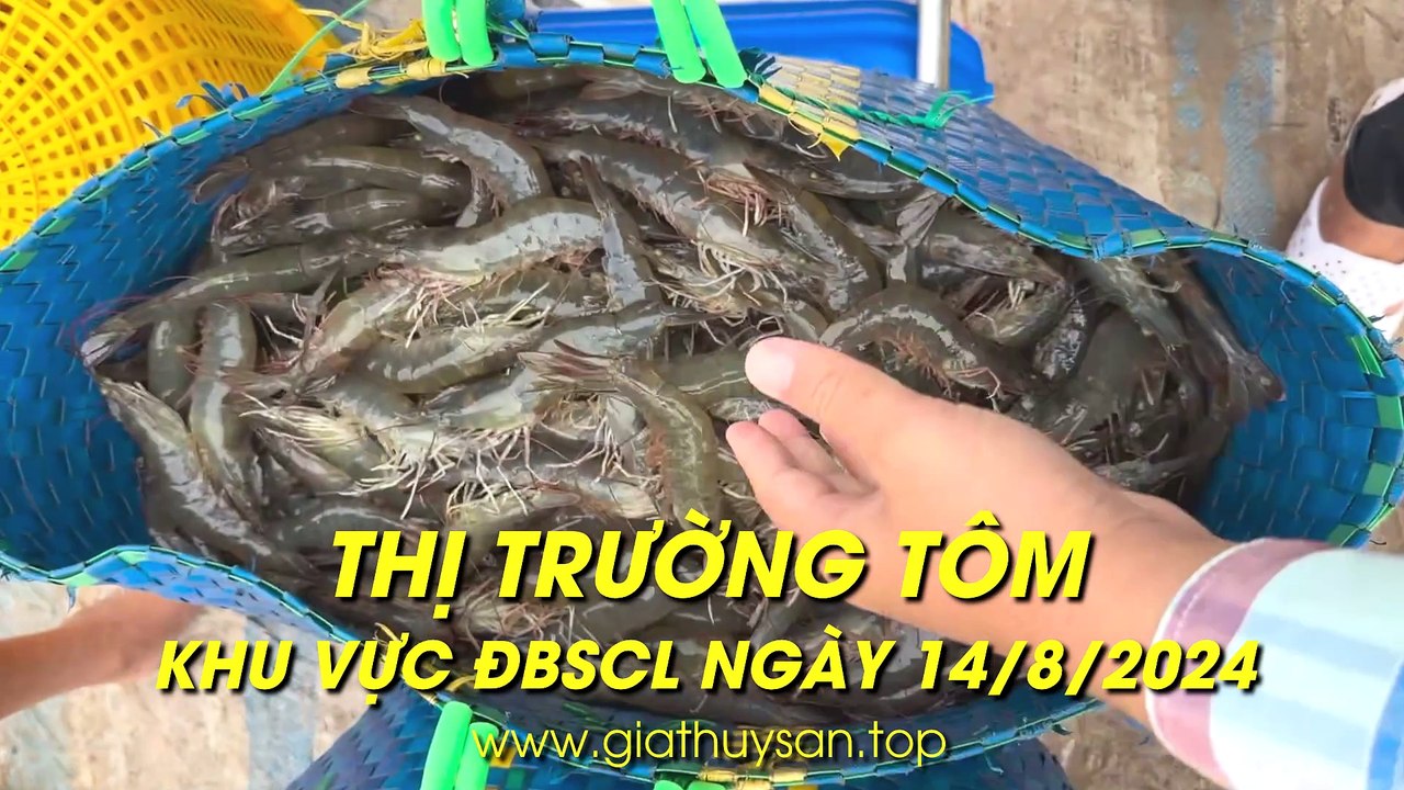 14/8/2028  Thị trường Tôm Miền Tây mới nhất #giatom #giathuysan