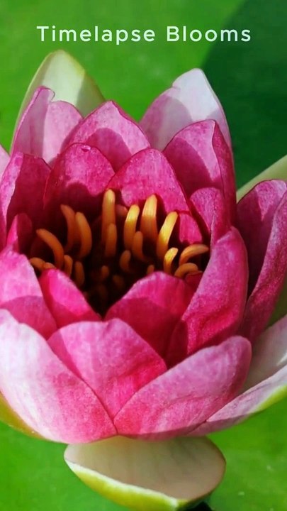 Bangladeshi Especial 4K Water lily #flower #blooming #timelapseblooms #shorts #viral #2