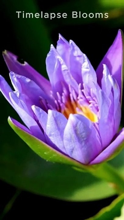 Bangladeshi Especial 4K Water lily #flower #blooming #timelapseblooms #shorts #viral #5