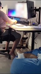 Cat Pulls and Bites Mouse Cord While Woman Plays Video Game
