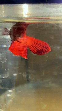 Betta Fish Pair Ready for pairing#trending #viral #shortvideo #baby #fish #fishingvideo #bettafish