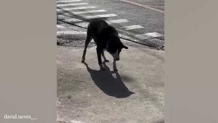 Funny Animal videos make us laugh  funny  and 