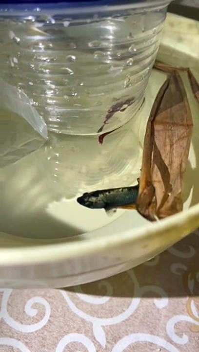 Betta Fish Pair Ready for pairing#trending #viral #shortvideo #baby #fish #fishingvideo #bettafish