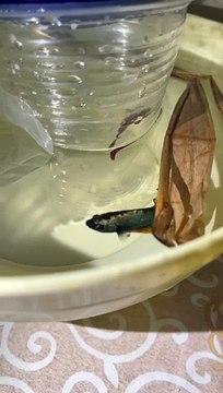 Betta Fish Pair Ready for pairing#trending #viral #shortvideo #baby #fish #fishingvideo #bettafish