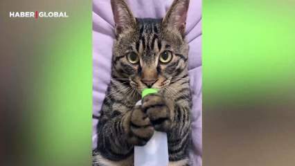 Biberon bağımlısı kedinin iştahı kahkahaya boğdu