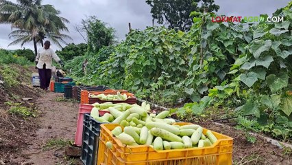 नाद खुळा! अर्धा एकर काकडीतून २ लाख नफा