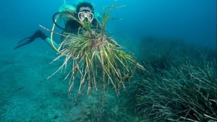 Uzmanı uyardı: Akdeniz'in dibi çölleşiyor