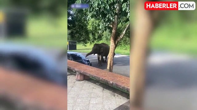 Tayland'da barbekü kokusu alan aç fil, piknik yapan ailenin aracını parçaladı