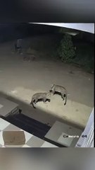 3 leopard capture in CCTV Camera at datta asram in jalna