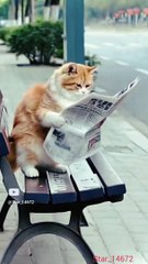 reading newspaper ♥️ #youtube #song #catlover @star_14672 #001 #009