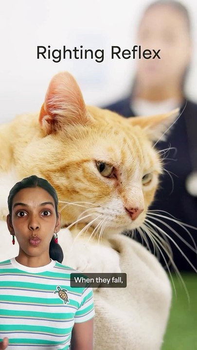 Cat amazing action