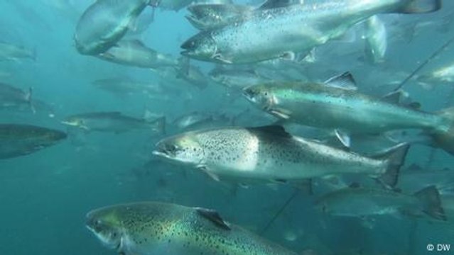 Alternative fish farming: good for the fish and environment?