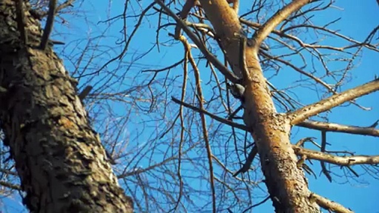 Carpathian Mountains Beautiful Landscapes