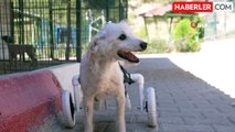 Arka ayakları kesilmiş köpek yürüteçle yürümeye başladı