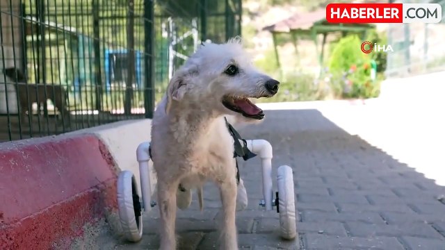Arka ayakları kesilmiş köpek yürüteçle yürümeye başladı