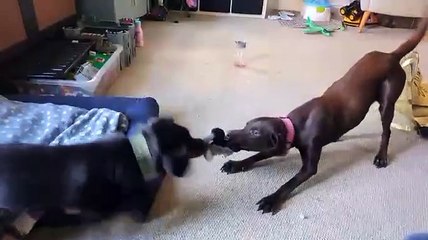 Edith playing after community rallied to fund her vet bills