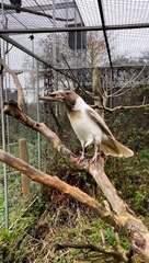 Crow is also beautiful •.:Click here:.•