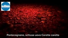 Pontecagnano, schiusa uova Caretta caretta
