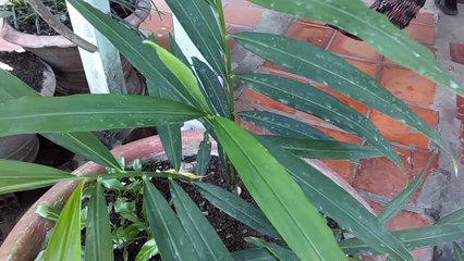 Ginger - Gingembre - زنجبيل