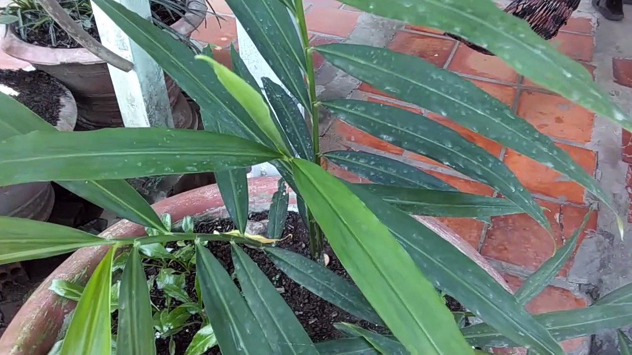 Ginger - Gingembre - زنجبيل