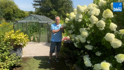 Roland Motte, jardinier : comment choisir son hortensia ?