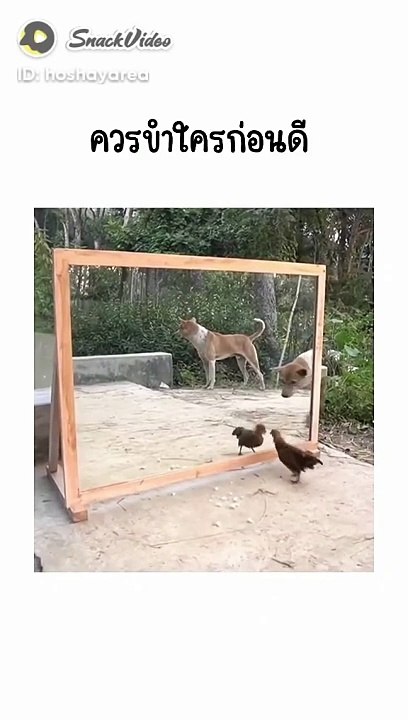 Funny video