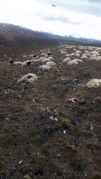 Santa Cruz y una postal desgarradora: tras el descongelamiento encuentran miles de animales muertos, la mayoría ovejas