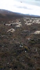 Santa Cruz y una postal desgarradora: tras el descongelamiento encuentran miles de animales muertos, la mayoría ovejas