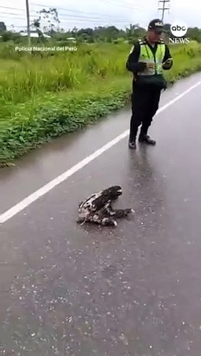 Police rescue sloth on the road
