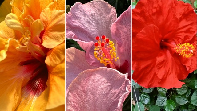 Roland Motte, jardinier : l'hibiscus en intérieur ou en extérieur ?