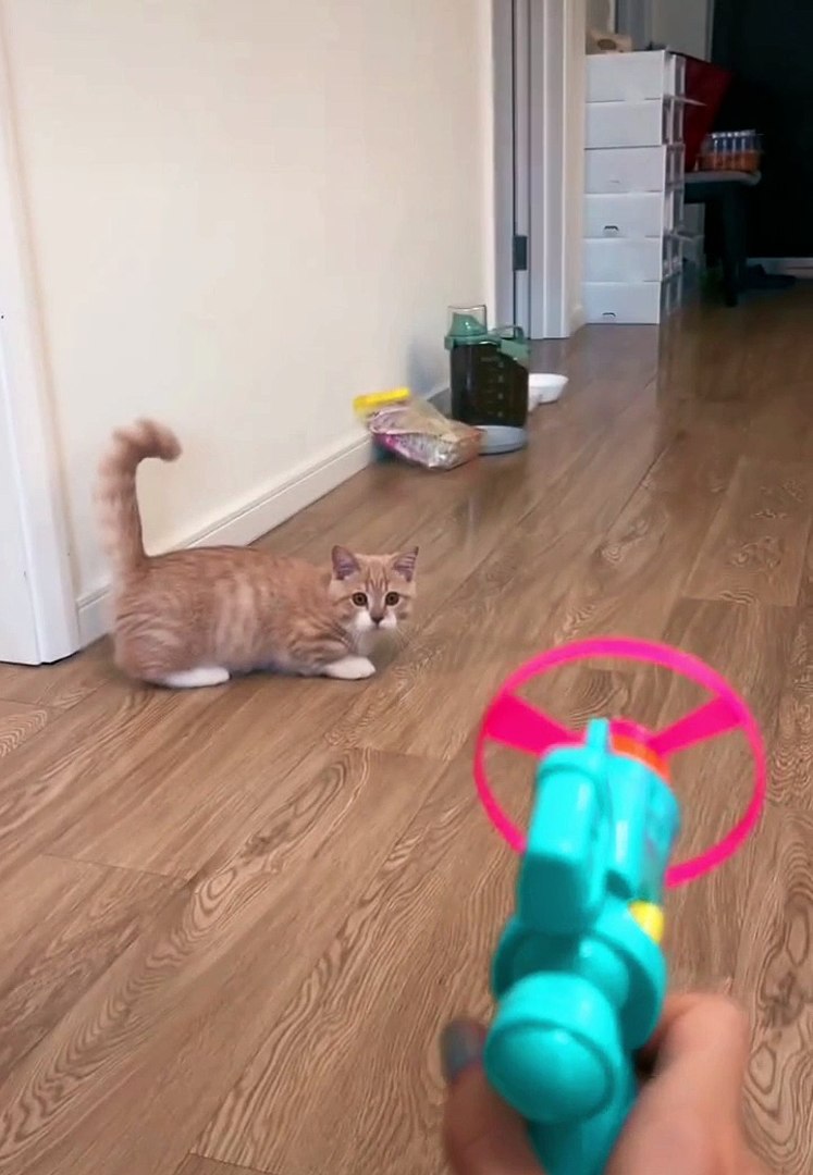 Cat Videos|Cats Funny|Cute Cats