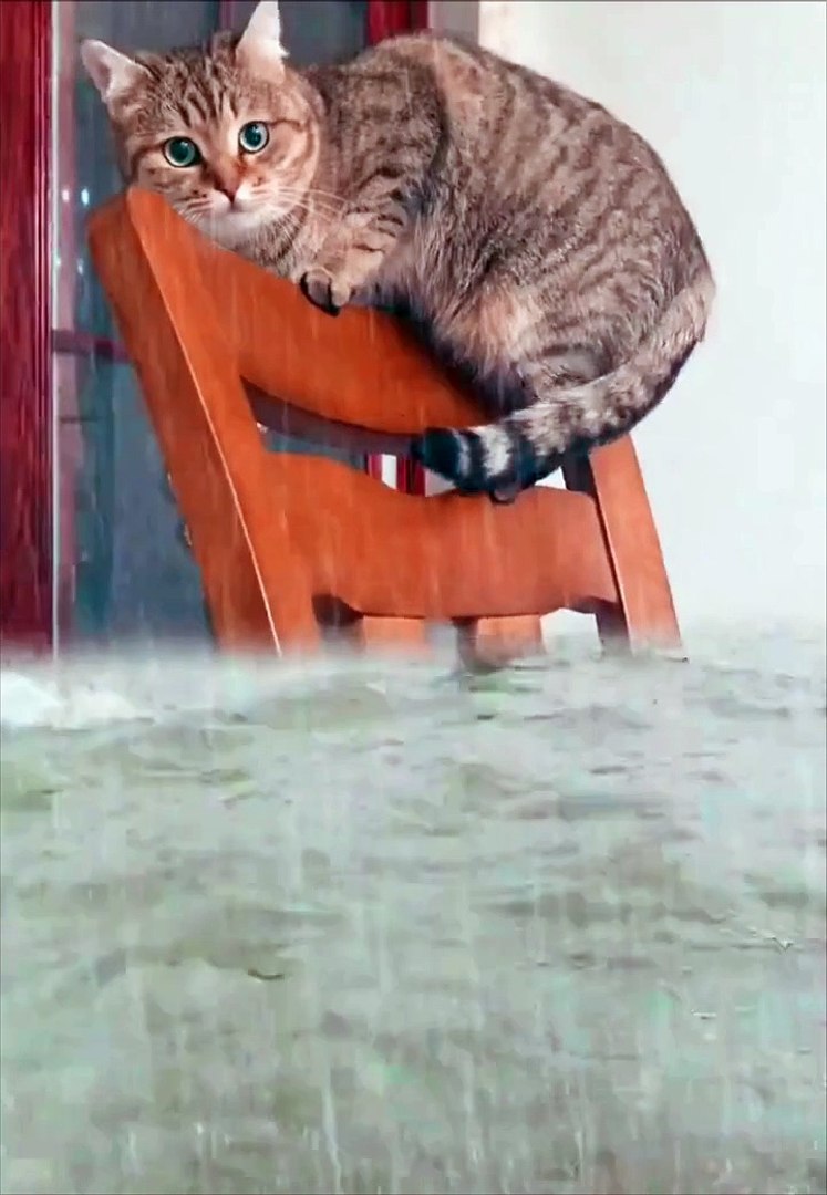 Cat Videos|Cats Funny|Cute Cats