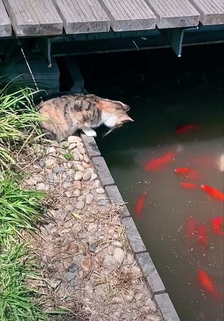 Cat Videos|Cats Funny|Cute Cats