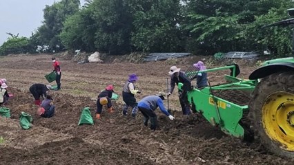 [기업] KGC인삼공사, 폭우피해 인삼 농가 위해 긴급 구매 / YTN