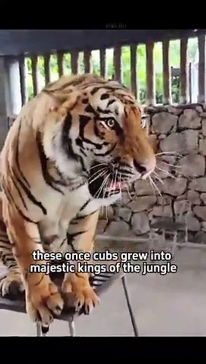 Wildlife #shorts #shortsvideo #animals #animalshorts #cuteanimals #rescue #healing #animalrescue #cute