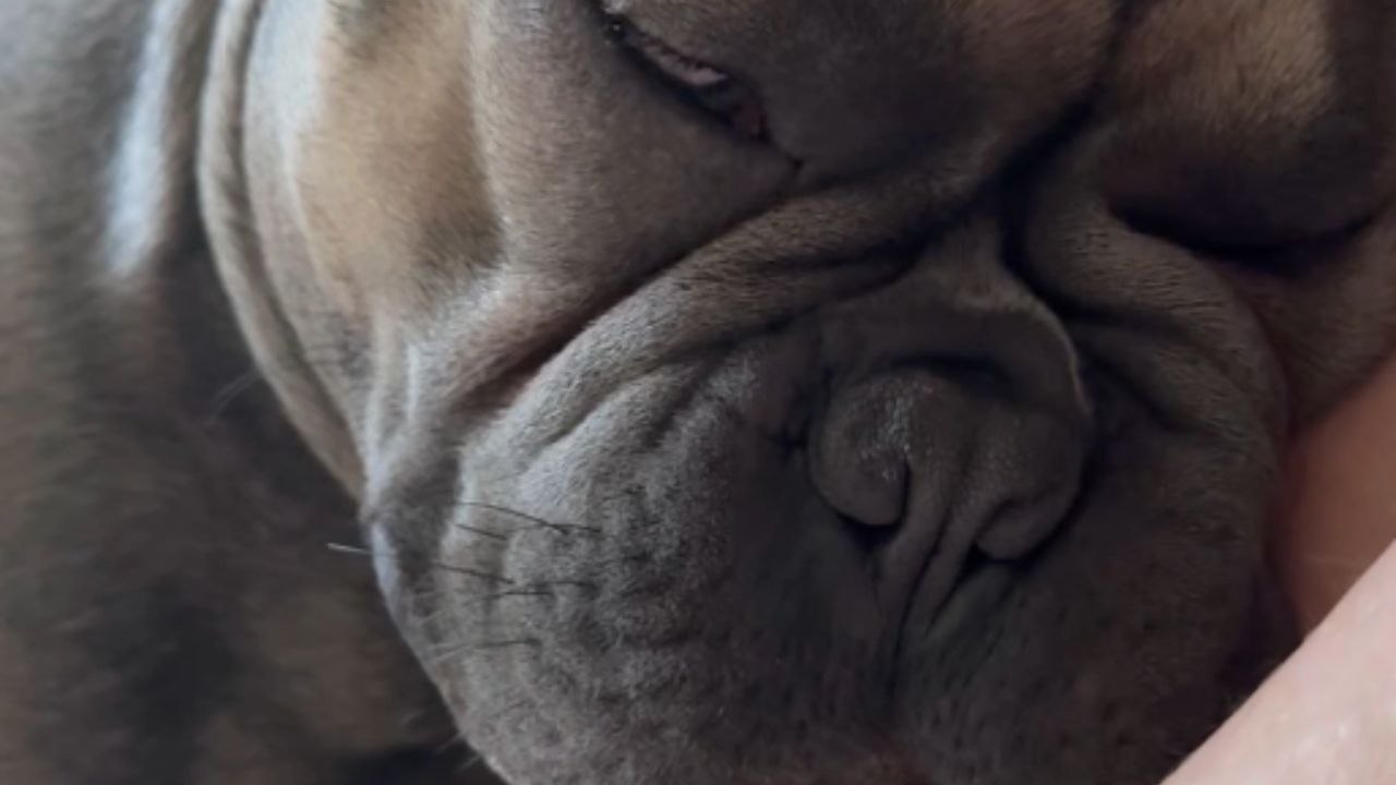Dog's loud snoring sounds like he's in an intense confrontation with aliens